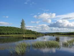 Lily Tarn