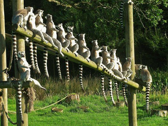 The Lake District Wildlife Park