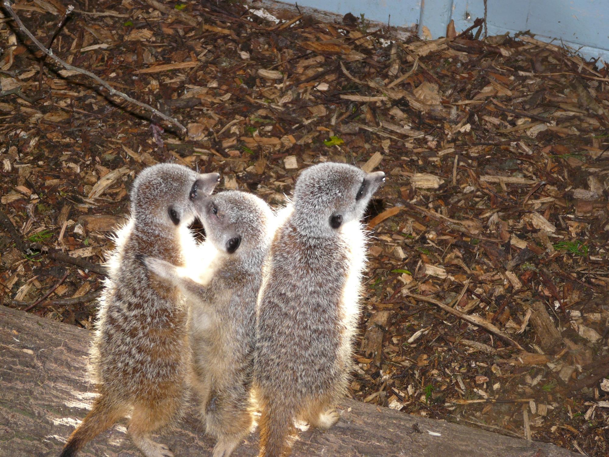 Wetheriggs Zoo and Animal Sanctuary