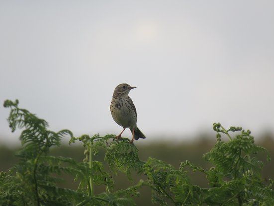 Birkrigg Common