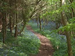Gelt Woods